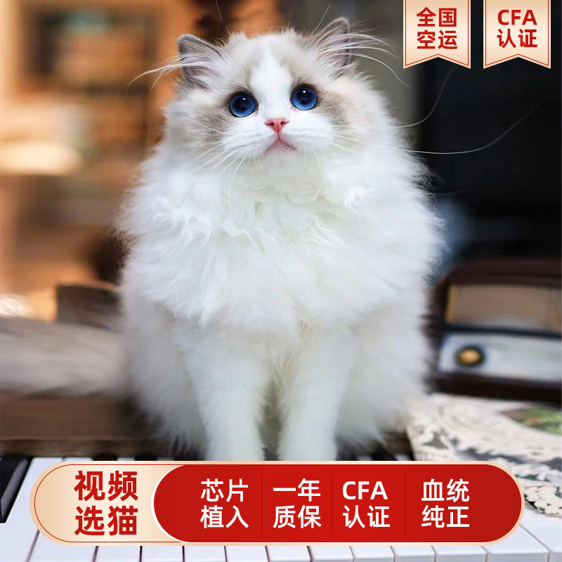 公主布偶猫猫幼猫长毛仙女双海蓝眼睛活体家养宠物猫血统赛级火焰