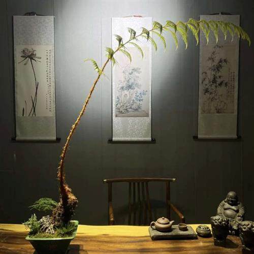 盆景狗脊一叶蕨类植物老桩网红蕨室内绿植造景茶室苔藓微景观盆栽,鲜花速递/花卉仿真/绿植园艺,绿植,淘宝优惠券,粉丝福利购,淘宝优惠卷