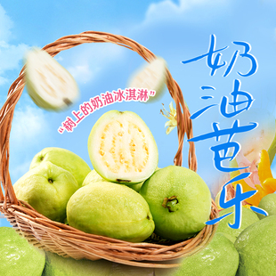 东方甄选芭乐果番石榴当季 5斤 新鲜水果时令生鲜顺丰3斤