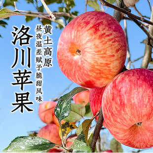 整箱时令生鲜 东方甄选洛川苹果水果新鲜当季 u先试用
