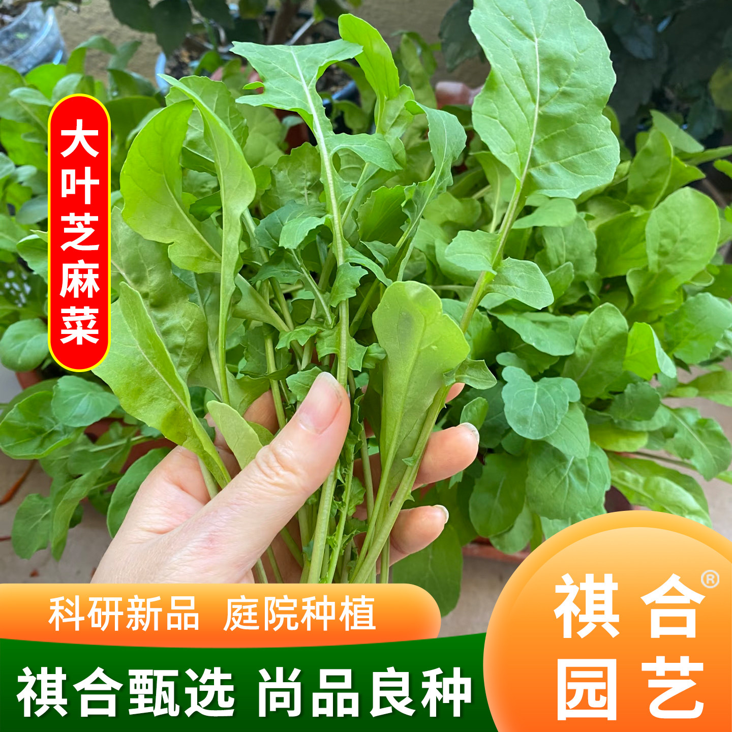 云南大叶芝麻菜种子臭菜种易种植耐热蔬菜种子阳台盆栽庭院种新品