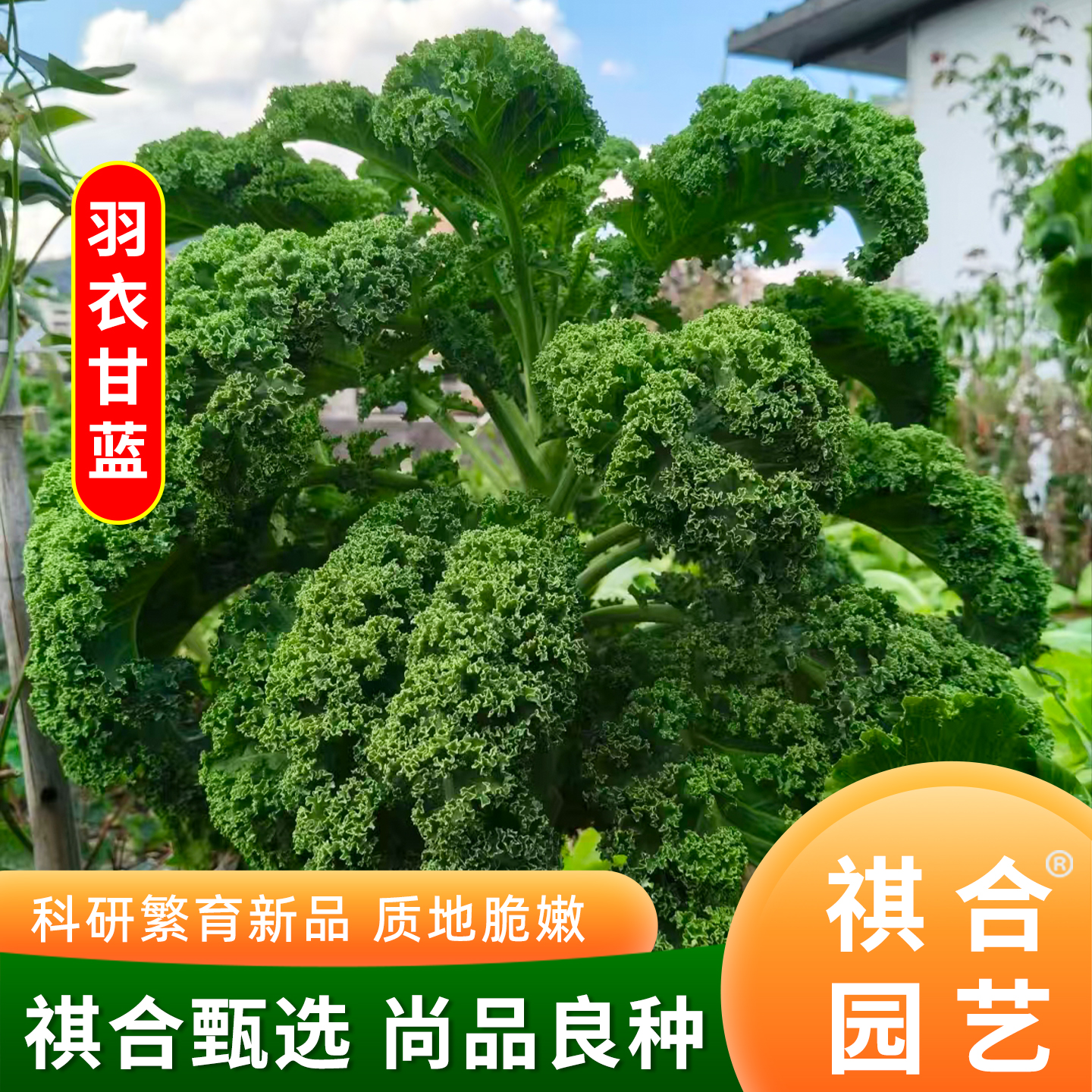 羽衣甘蓝种子耐寒耐热四季蔬菜