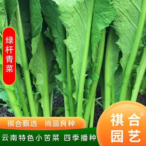 云南小苦菜绿杆青菜祺合四季播种