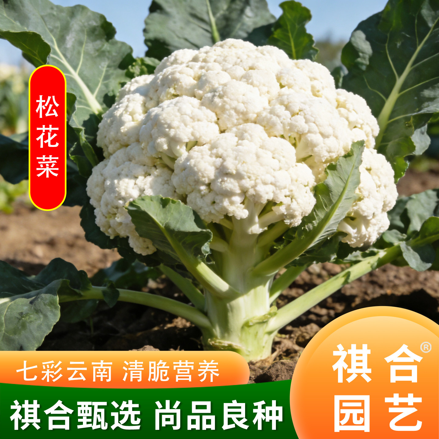 祺合松花菜80天白松花菜口感香甜