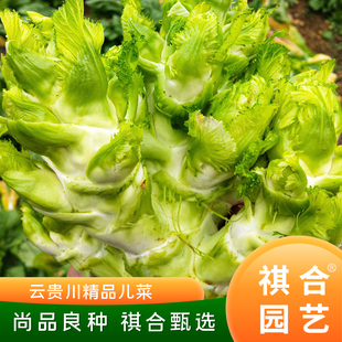 四川临江儿菜种子娃娃菜抱子芥菜种籽秋季四季南方当季蔬菜种孑