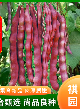 紫色四季豆种子春秋季九粒红紫架豆种籽八月忙大紫袍秋紫豆豆角籽