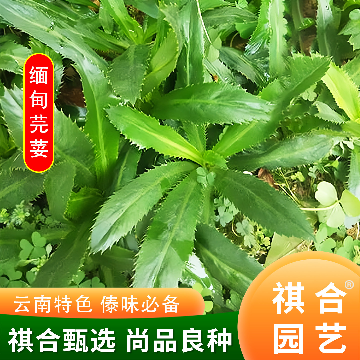 云南大芫荽种子缅甸刺芹香菜种籽刺芫荽孑大蔬菜四季盆栽青菜菜籽