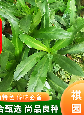 祺合云南缅甸芫荽刺香芹清热降火