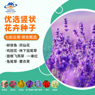 七彩云南花卉种子薰衣草优选坚状花种椰穿鱼凤仙花鸡冠花混合种子