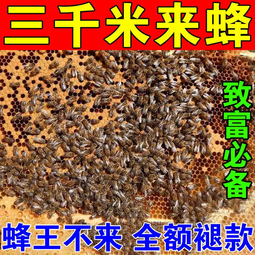 诱蜂膏神器蜂蜡诱蜜蜂野外用中土蜂新手养蜂专用工具神奇招引蜂水