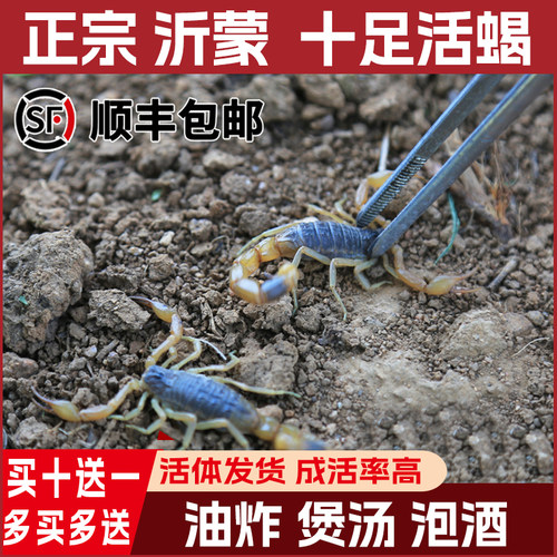正宗沂蒙十足全蝎活蝎子入药食用