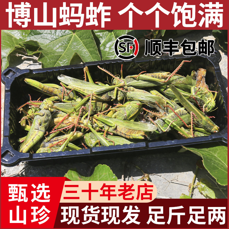 山东蹬倒山蝗虫蚂蚱博山新鲜美食活体冷冻公母带卵籽烧烤鱼食小吃
