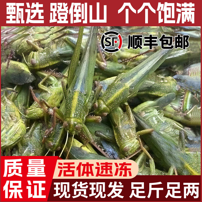 新鲜蹬倒山棉蝗虫大个蚂蚱油炸活体冷冻公母带籽可食用昆虫顺丰