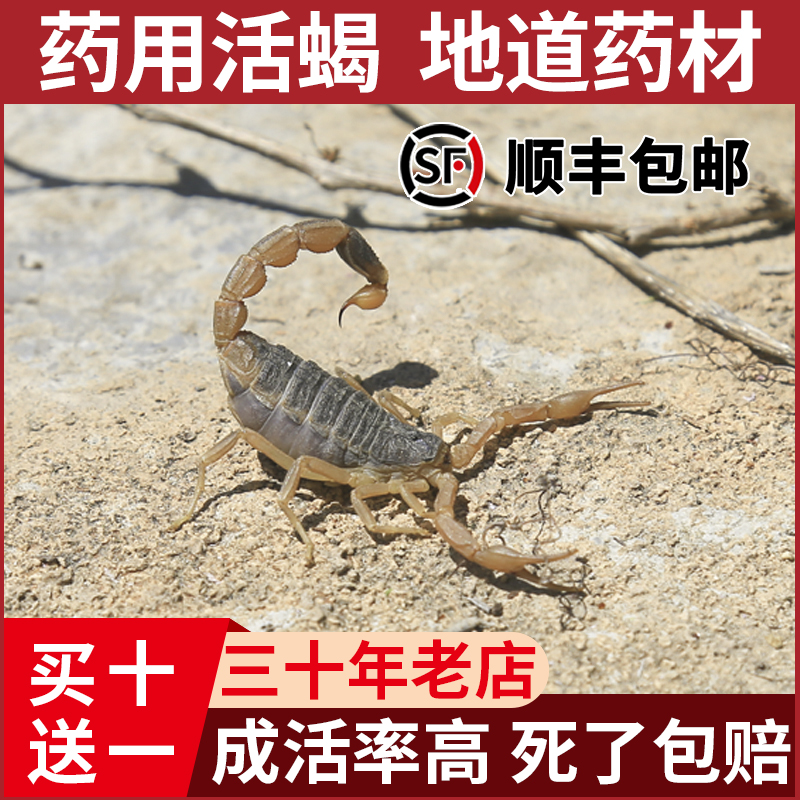 野外沂蒙山蝎子活体正宗野性十足全蝎活煲汤入药油炸泡酒食用药用