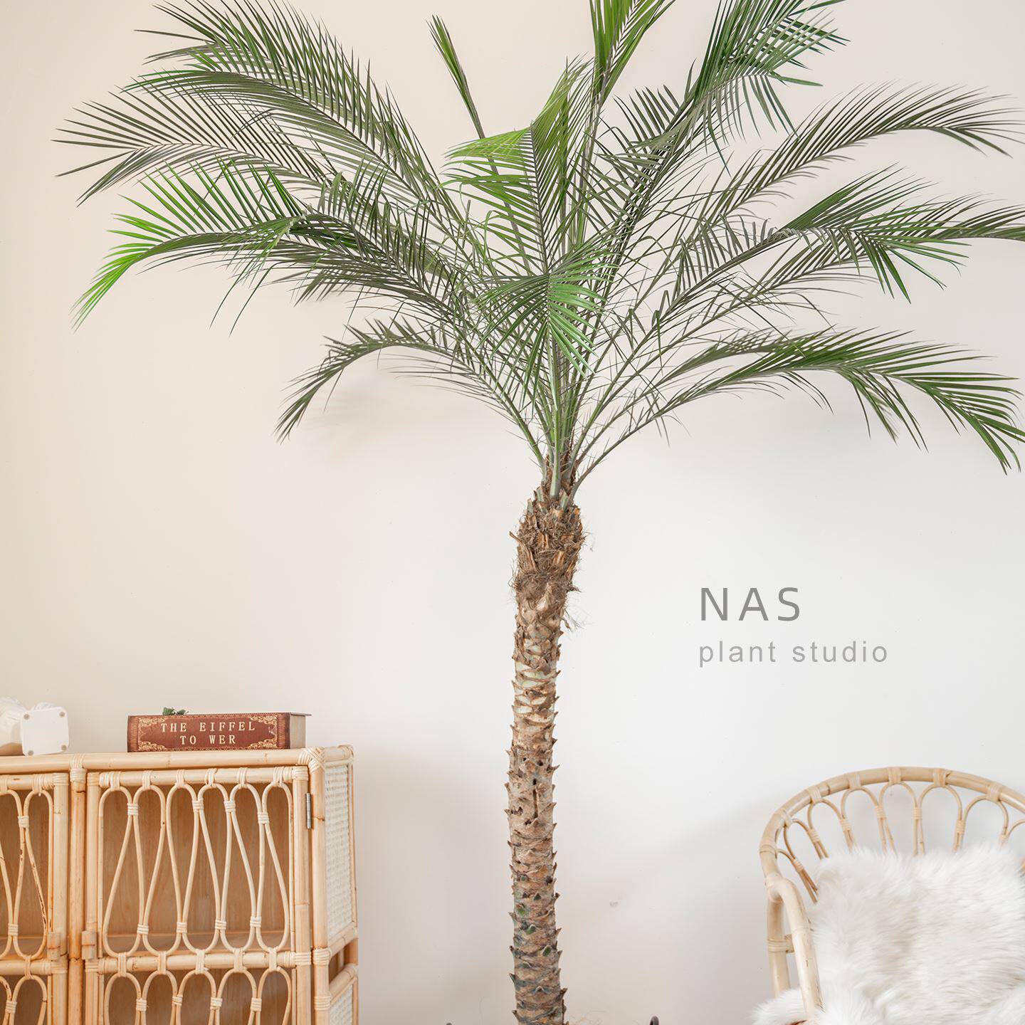 观叶针葵室内庭院阳台大型植物盆栽热带风格椰子树棕榈树刺葵绿植