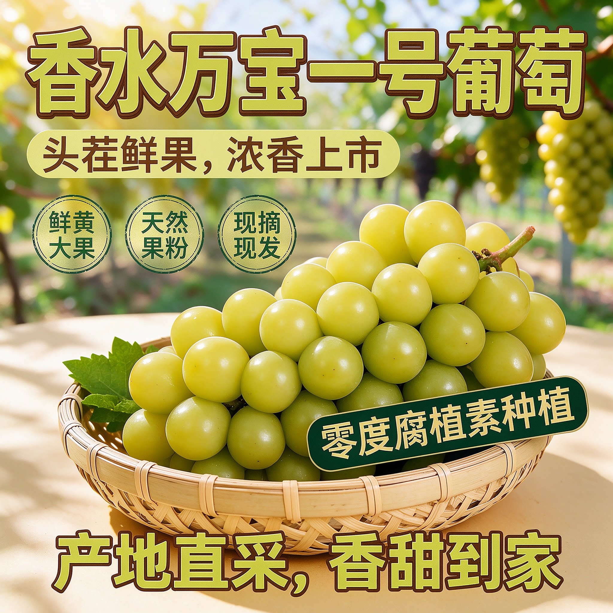 2026腐植素赤峰风水沟香水万宝一号葡萄头茬精品果脆甜浓香少籽