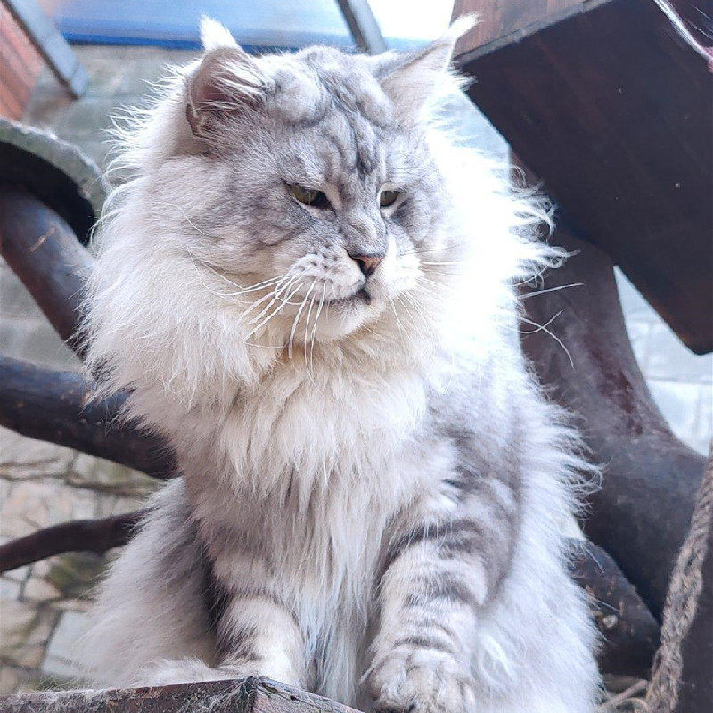 大型缅因猫幼猫巨型银虎斑俄罗斯库恩猫棕虎斑烟灰纯种血统长毛猫