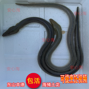 海捕海黄鳝活冻杜龙中华须鳗脚定土龙鳗鱼东山岛海鲜冷冻水产品