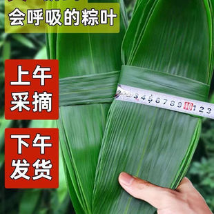 粽叶新鲜粽子叶干粽叶端午节包粽子特大号批发商用箬叶天然无添加