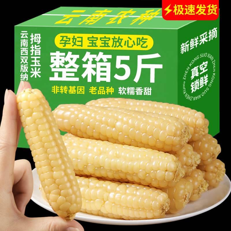 版纳小玉米小拇指西双版纳宝宝