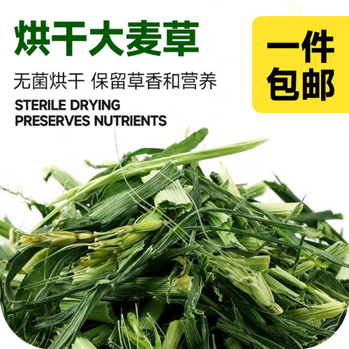 大麦草段干草牧兔兔龙猫草