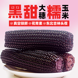2025新鲜东北头茬黑糯玉米真空装含花青素黄玉米鲜甜粘苞米非即食