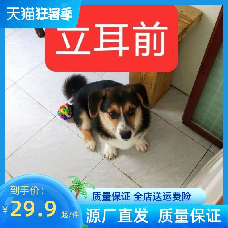 狗立耳贴纸 立耳棒 立耳神器 立耳贴 免胶水 大狗小狗幼狗竖耳朵