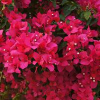 大型同安紅三角梅花卉盆景盆栽庭院勒杜鵑四季開花帶花發(fā)貨