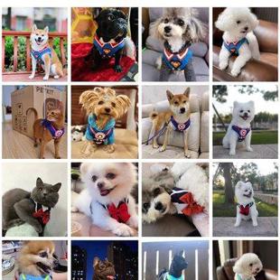 中小型犬贵宾泰迪柴犬比熊雪纳瑞宠物胸背衣牵引绳调节可脱卸 新款