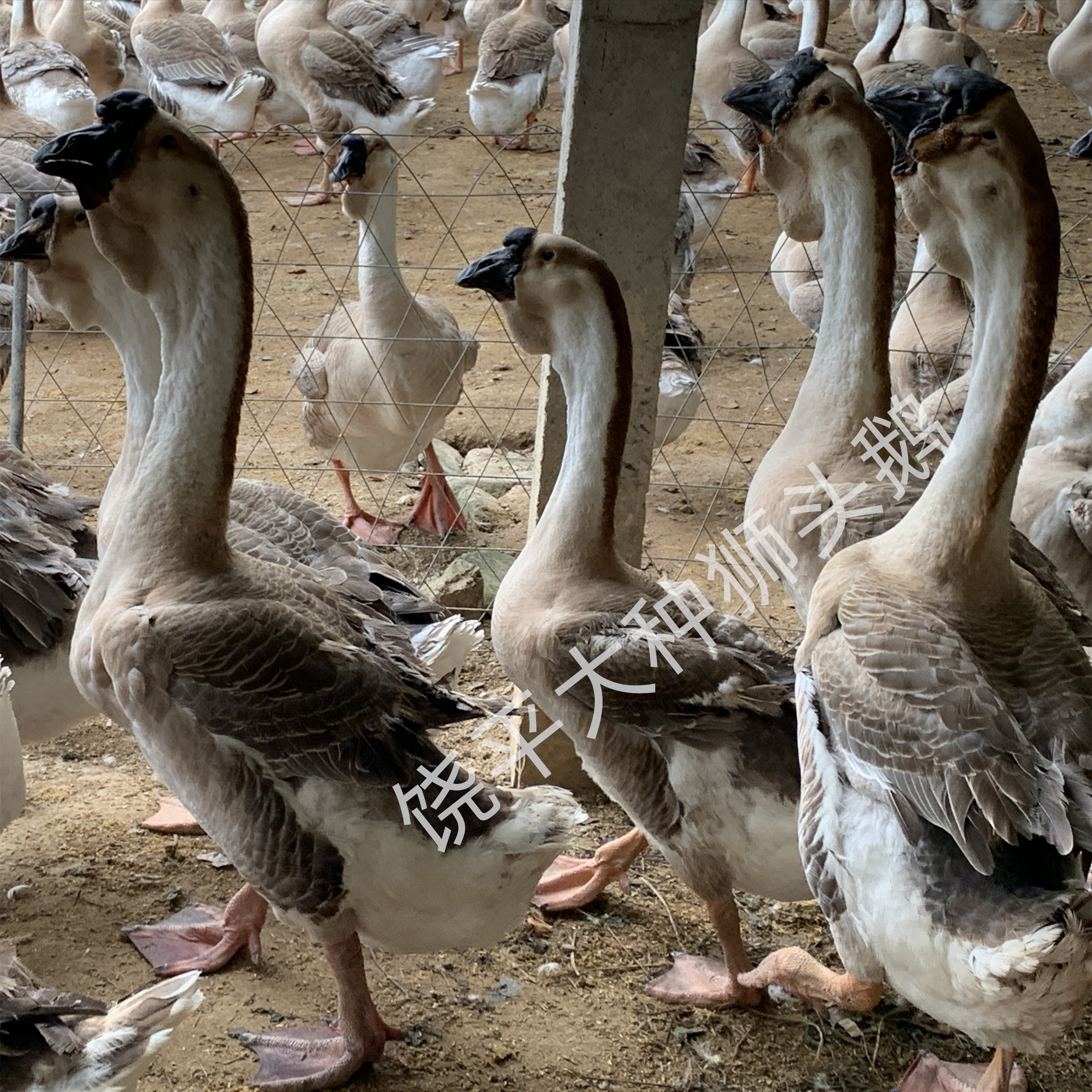潮汕狮头鹅受精蛋特大型灰色狮头鹅未孵化饶平鹅蛋潮汕原产地包邮,水产肉类/新鲜蔬果/熟食,鹅蛋,淘宝优惠券,粉丝福利购,淘宝优惠卷