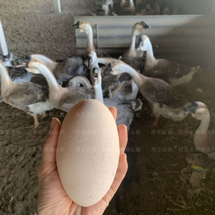 鹅蛋新鲜大鹅蛋孕妇农家散养特大双黄鹅蛋260克 枚现捡批发 320克