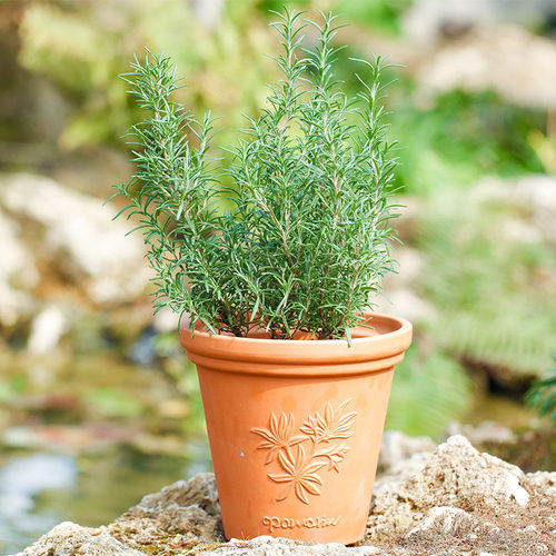 香草盆栽薄荷迷迭香百里香