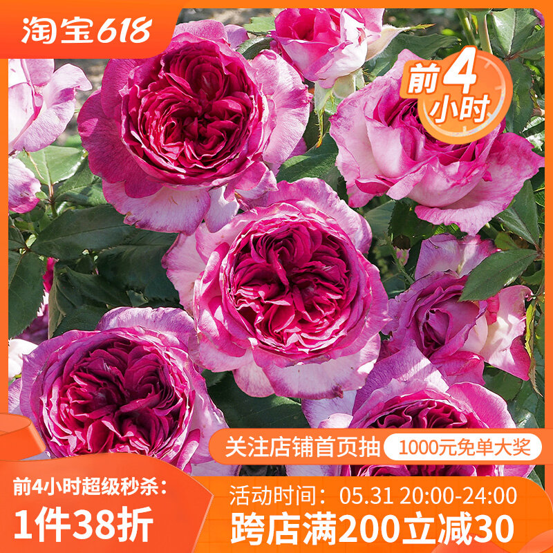 有寻植物 月季蓝莓蛋糕花卉苗盆栽庭院阳台爬藤攀援
