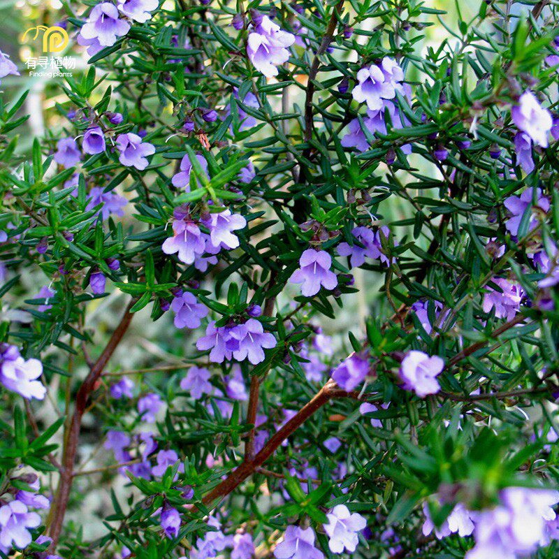 有寻植物 石楠香灌木盆栽趣味花卉阳台庭院易养活驱蚊子净化空气