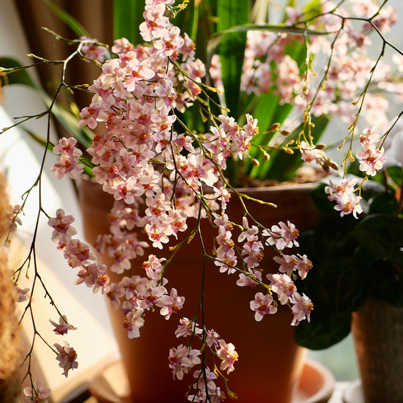 有寻植物 文心兰梦香兰花卉绿植水苔盆栽室内客厅易活跳舞兰香味