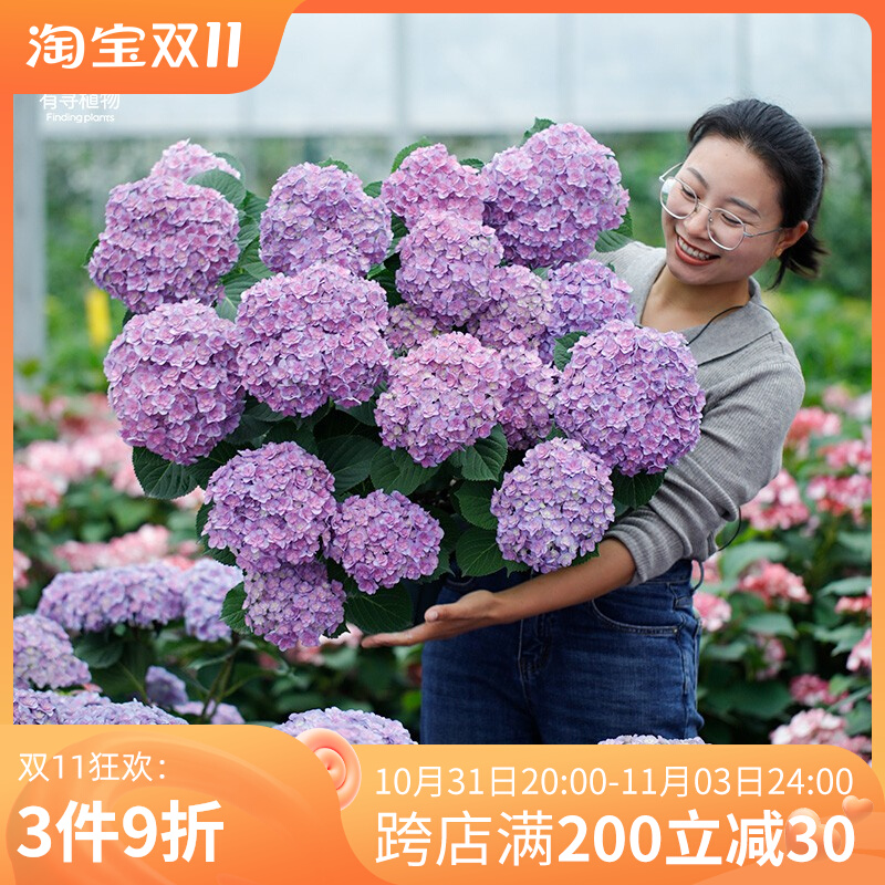 有寻植物 绣球花无尽夏盆栽阳台万华镜花卉落跑新娘花手鞠多年生