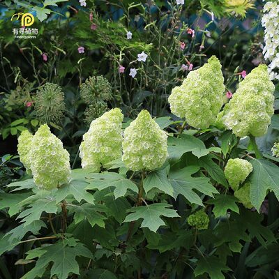 有寻植物 栎叶绣球和声冰雪女王盆栽庭院阳台花园多年生耐寒大花