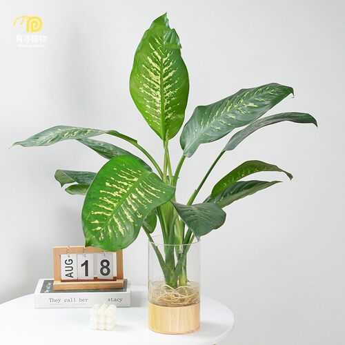大王斑马万年青水培植物