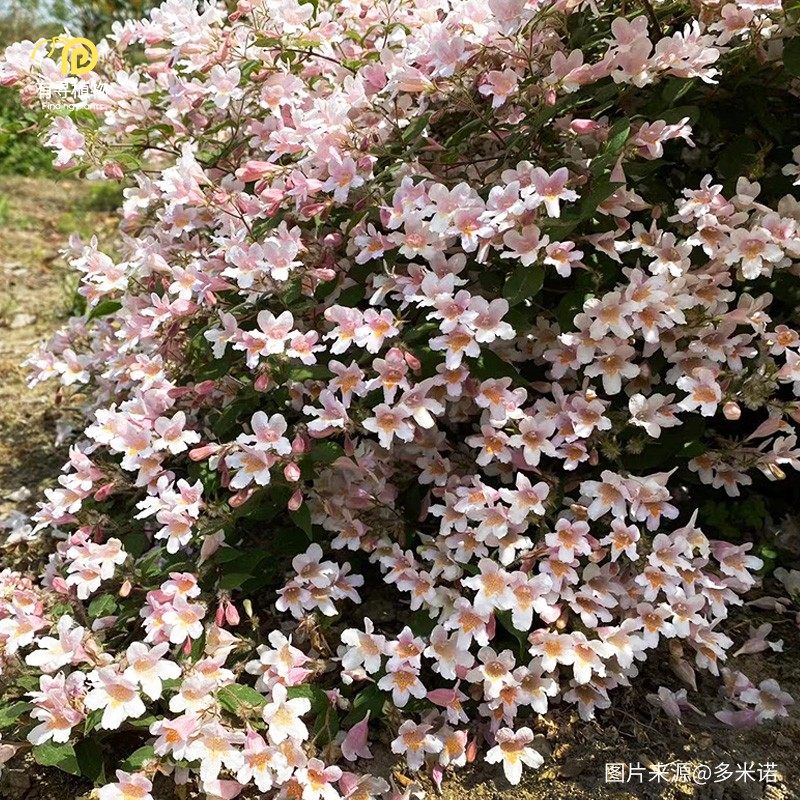 有寻植物 粉花猥实盆栽花卉阳台庭院耐寒耐热灌木花量大皮实好养