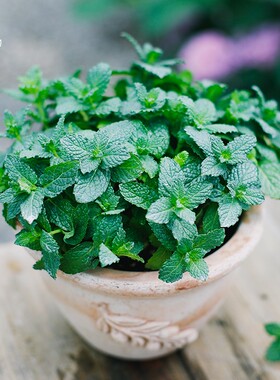 有寻植物薄荷盆栽食用香草柠檬猫薄荷庭院阳台可食用小苗室内驱蚊