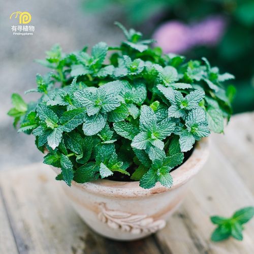 薄荷盆栽可食用香草植物