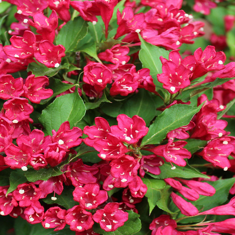 有寻植物 矮生锦带红宝石多年生灌木耐寒花期长阳台庭院盆栽花卉