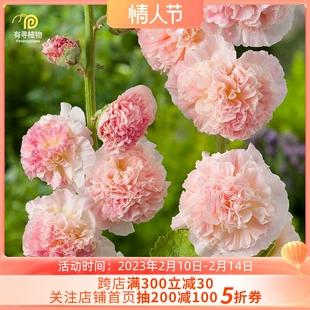 重瓣蜀葵花卉盆栽四季 开花阳台庭院室内外易活好养查特 有寻植物