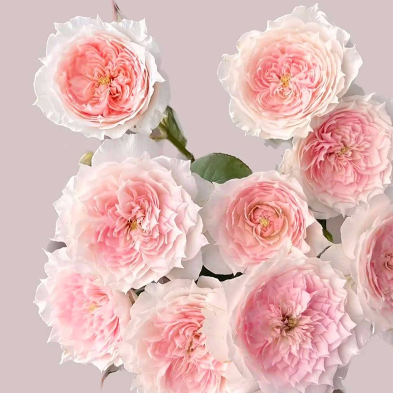 有寻植物月季花卉苗盆栽