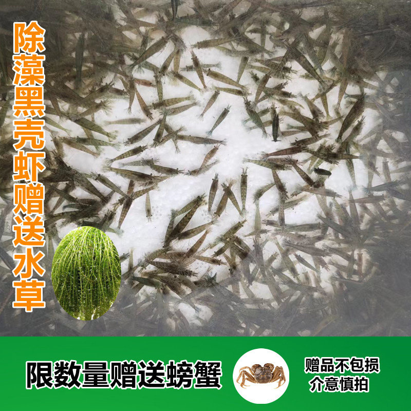 黑壳虾除藻淡水活体宠物水草清洁虾