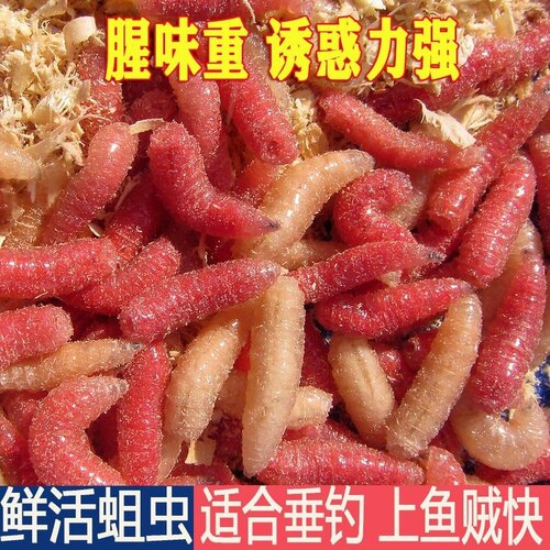 红蛆虫活虫苍蝇宝宝鱼饵钓鱼活体饵肉蛆鲫鱼溪鱼钓饵牙子红虫白蛆