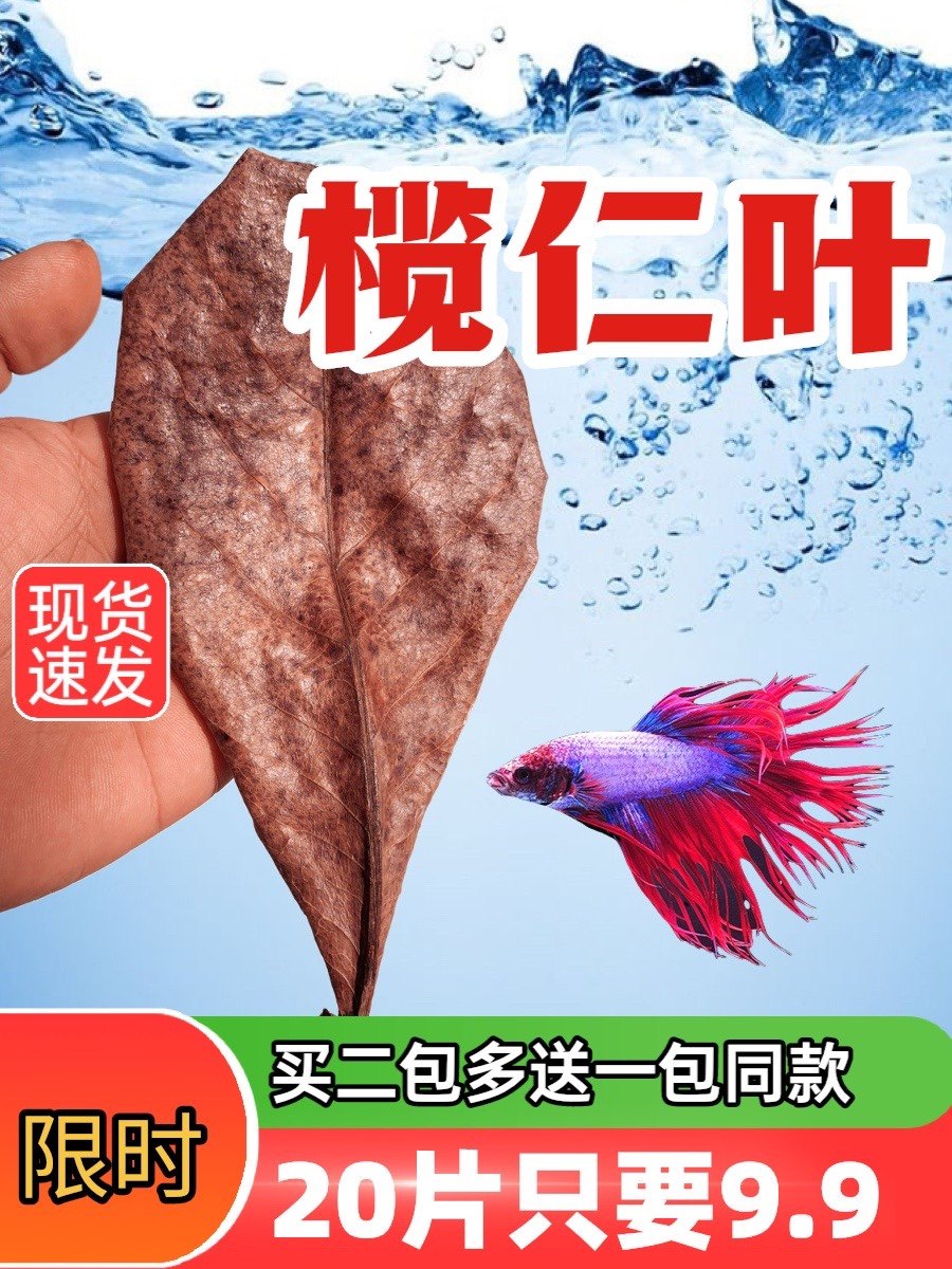 鱼缸榄仁叶乌龟橄榄叶水族斗鱼懒人叶降酸调节水质ph值养龟龙眼叶