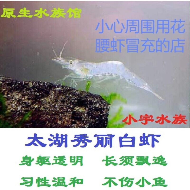 秀丽白虾 #非花腰虾冒充# 太湖白虾除藻虾观赏虾原生虾冷水虾工具