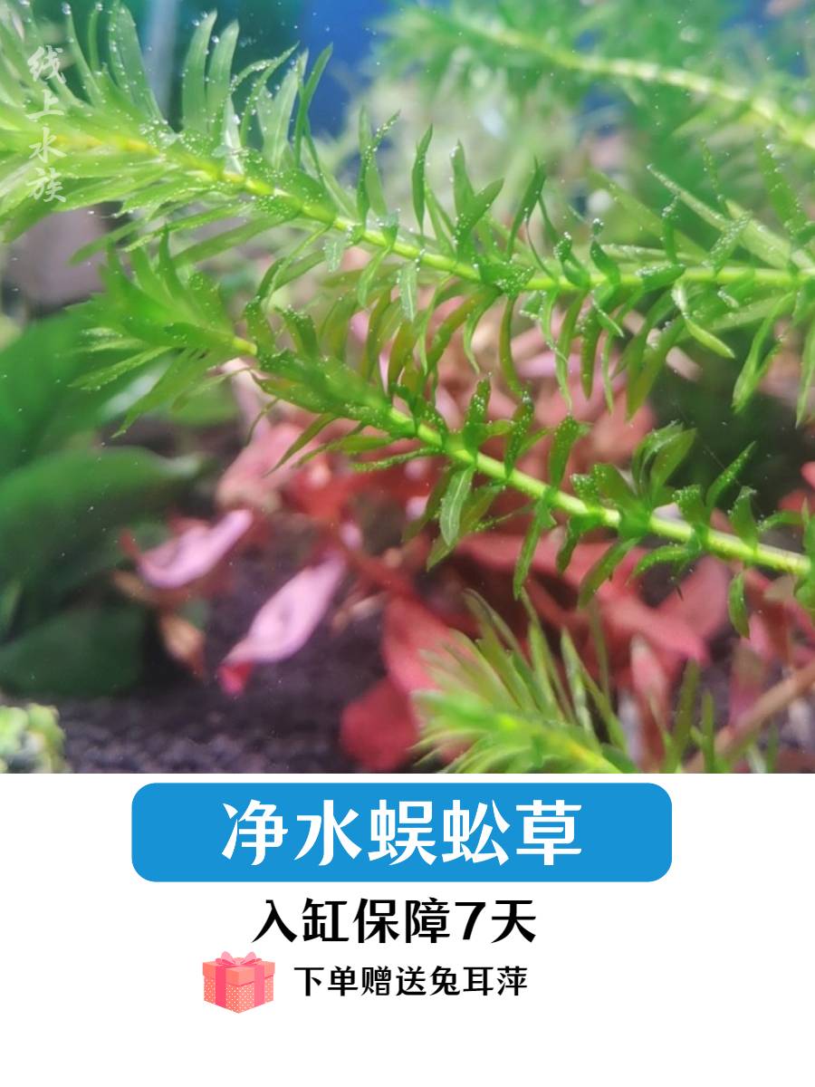 净水植物蜈蚣草绿菊淡水养龟鱼缸造景水草金鱼藻红丁香小宝塔浮萍