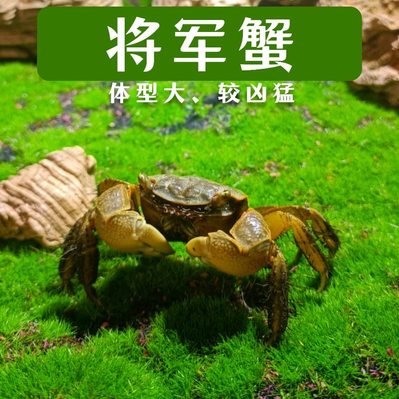 将军蟹宠物相守蟹吃涡虫观赏蟹水族清洁除藻淡水螃蟹深水网红螃蟹
